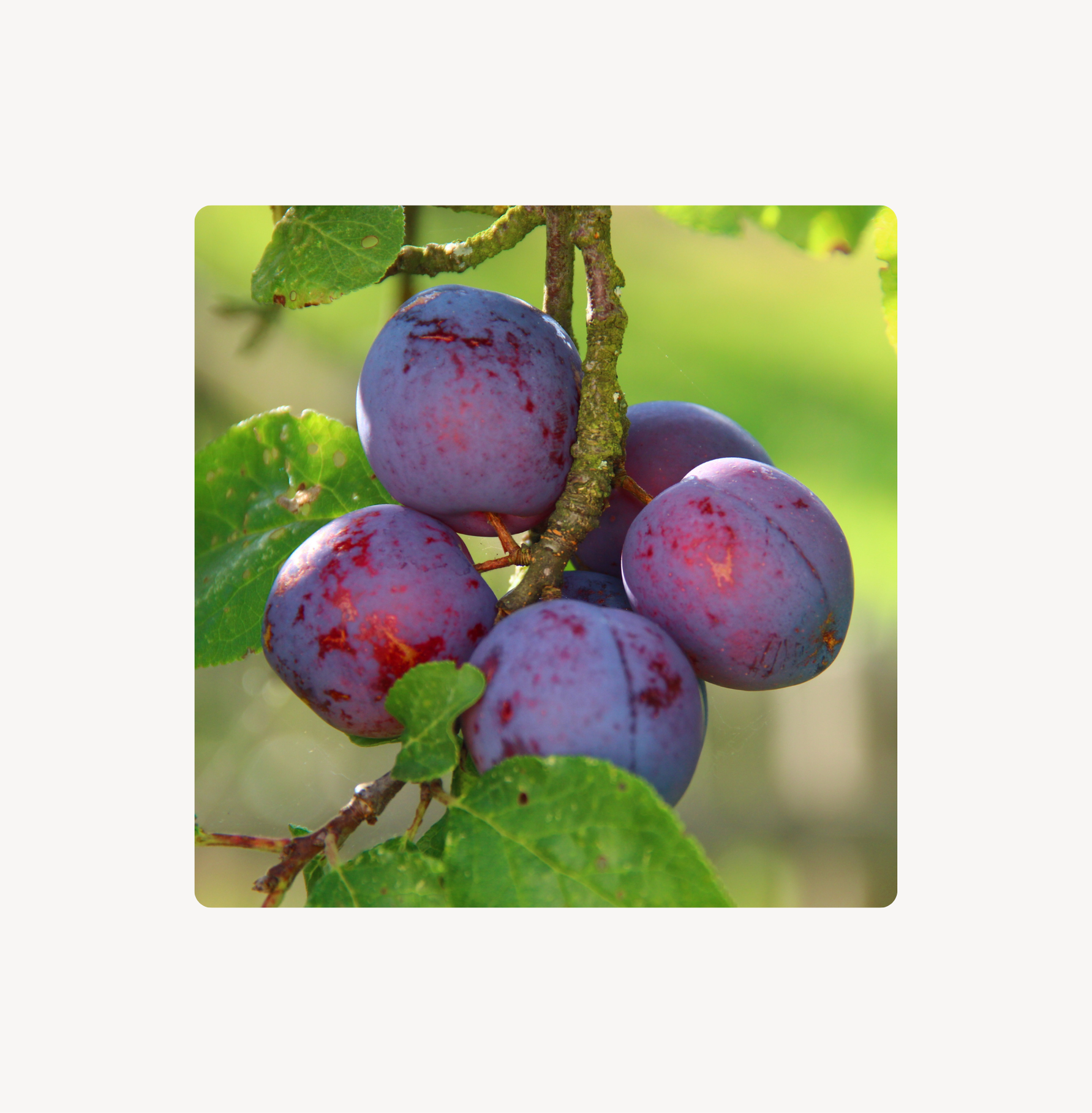 Pflaumenkernöl – das kostbare Öl mit marzipanartigem Duft