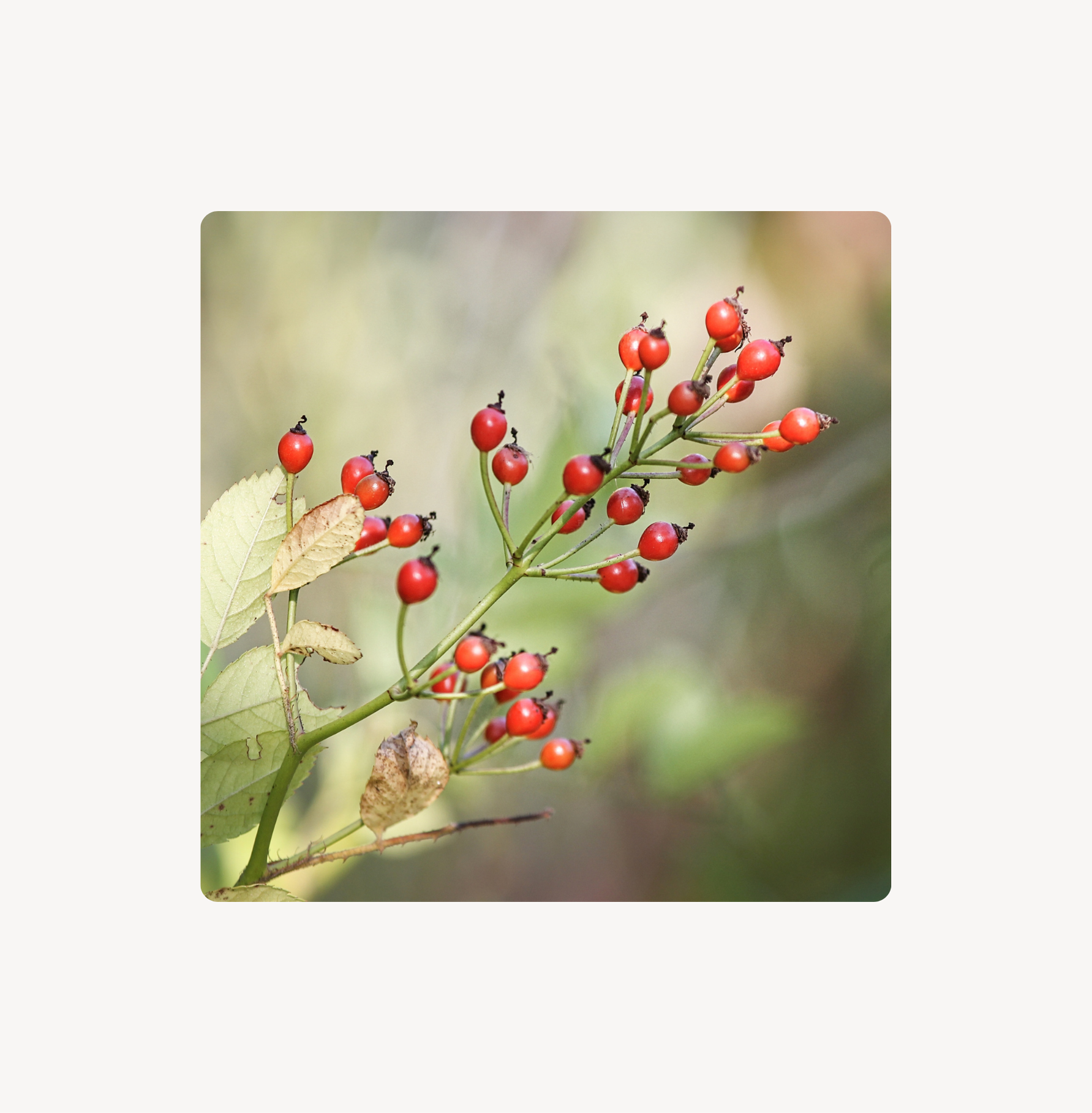 Wildrosenöl – Forest Glow Elixir & natürliche Pflege für strahlende Haut