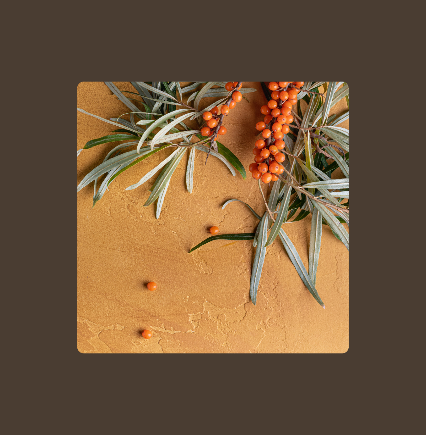 Sanddorn Fruchtfleischöl - ein Tropfen Sonne für die Haut