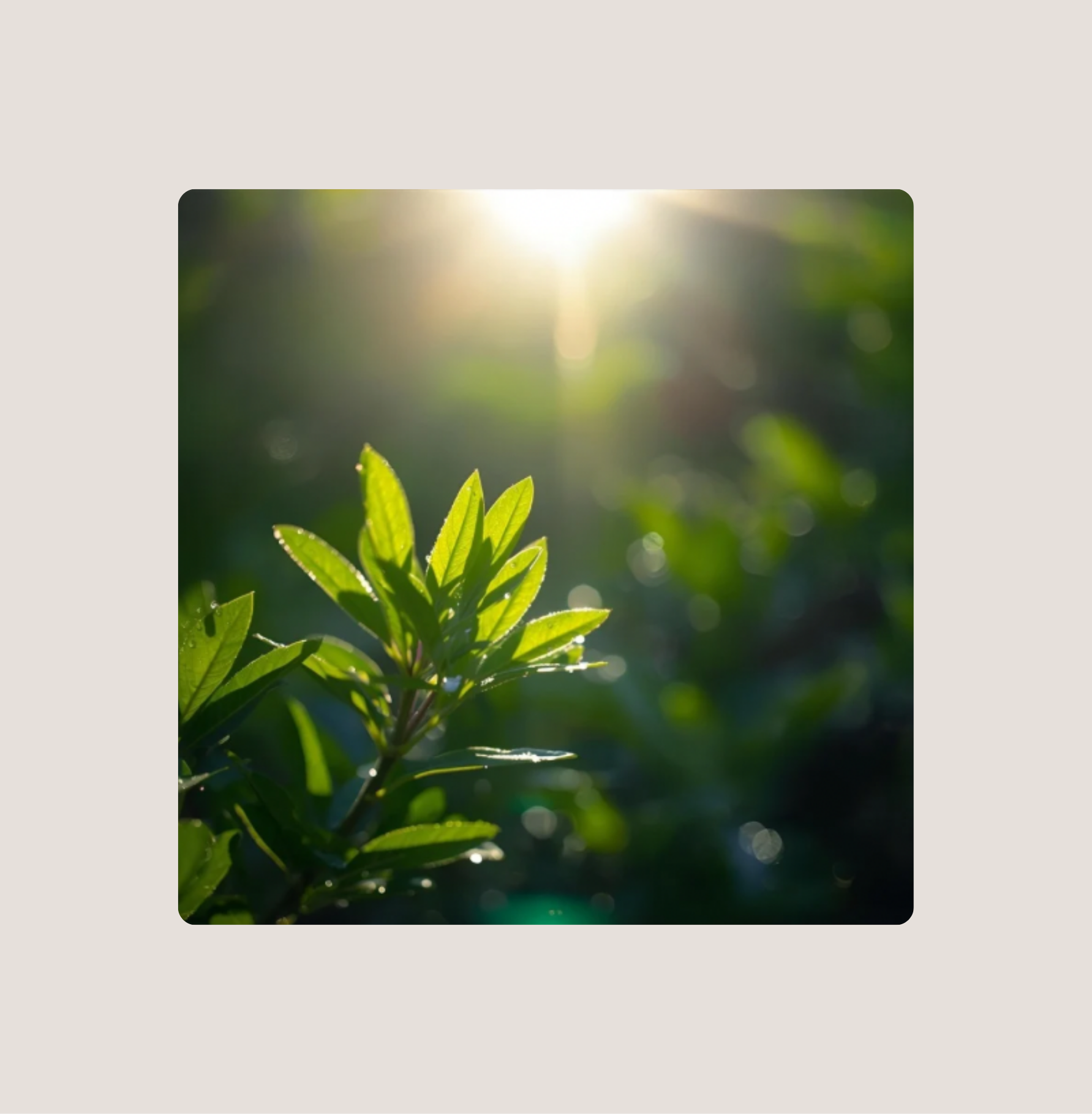 Antioxidantien erklärt: Wie sie deine Haut schützen