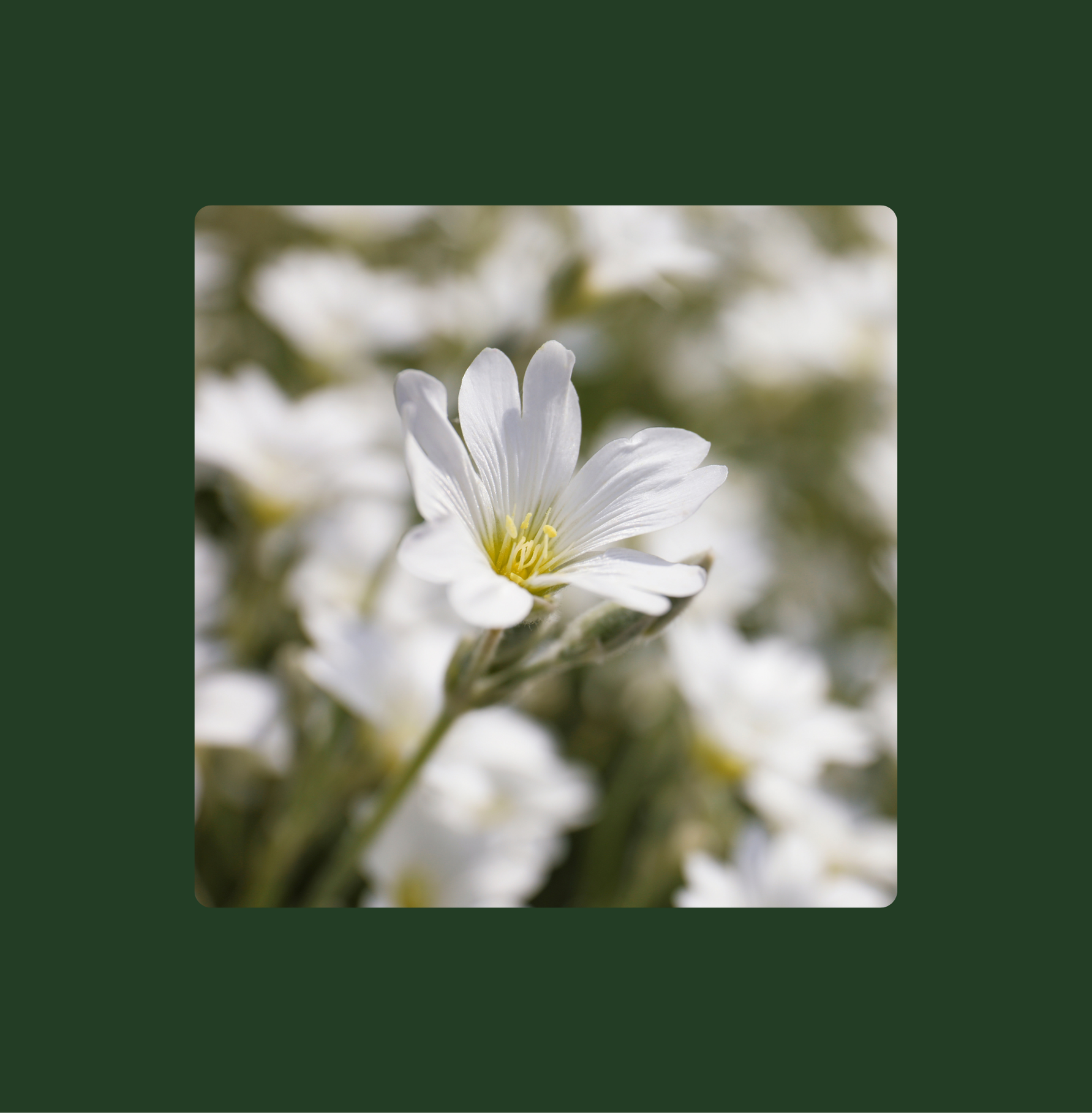 Meadowfoamöl – das Gold der nordamerikanischen Wiesen