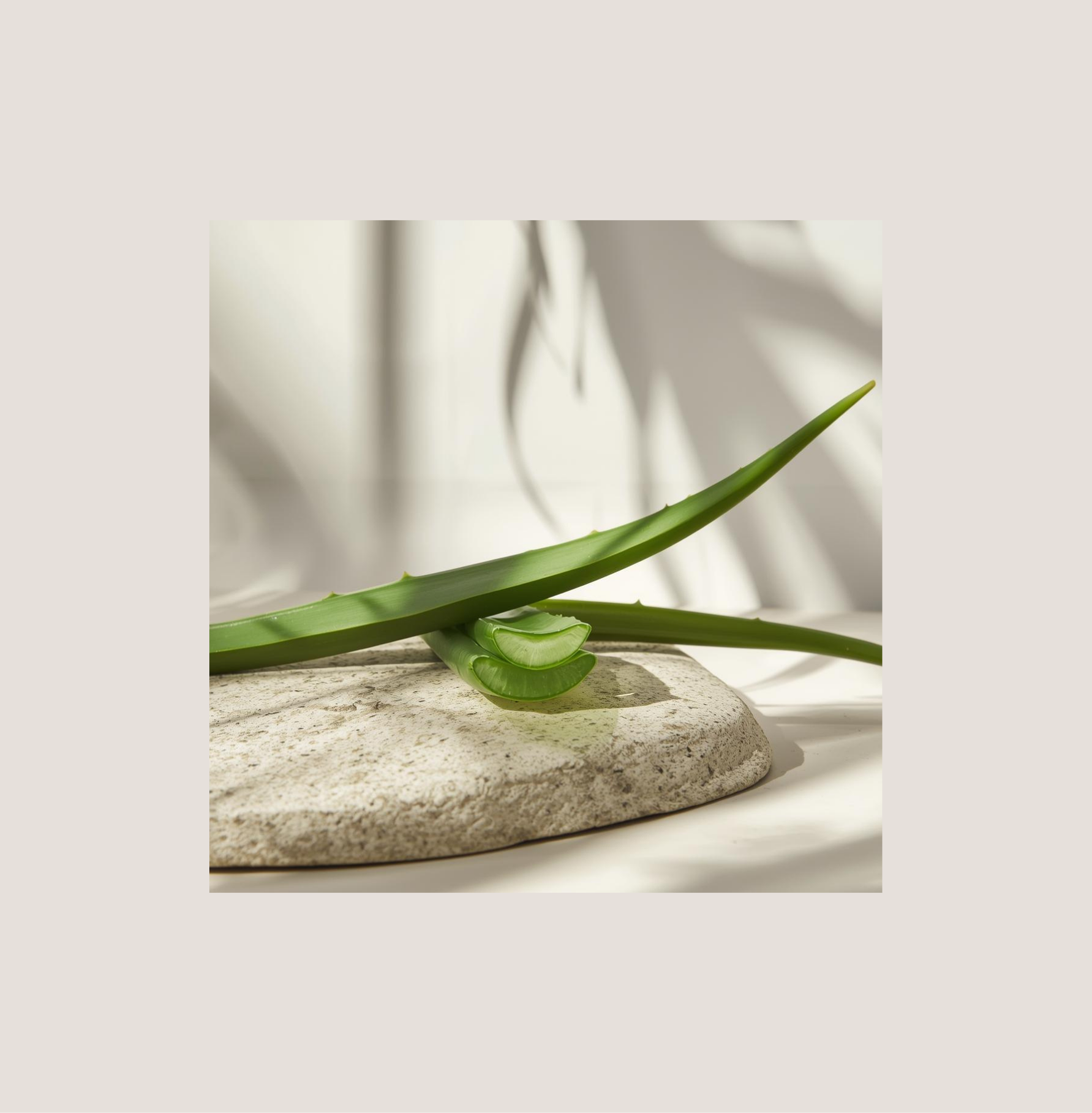 Aloe Vera: Die zeitlose Heilpflanze für gesunde, ausgeglichene Haut