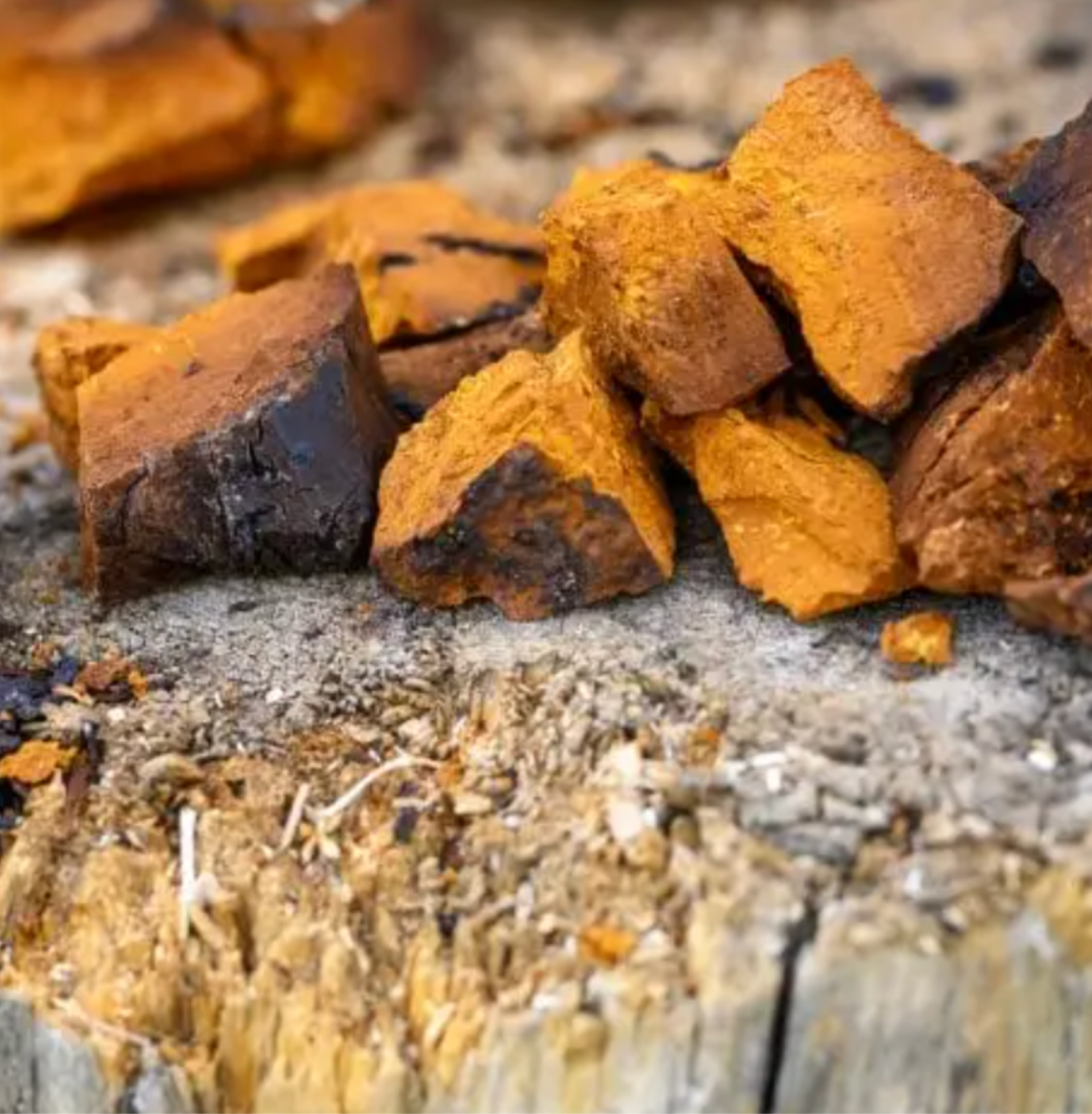 Chaga-Pilz: Antioxidativer Extrakt für gesunde und ausgeglichene Haut