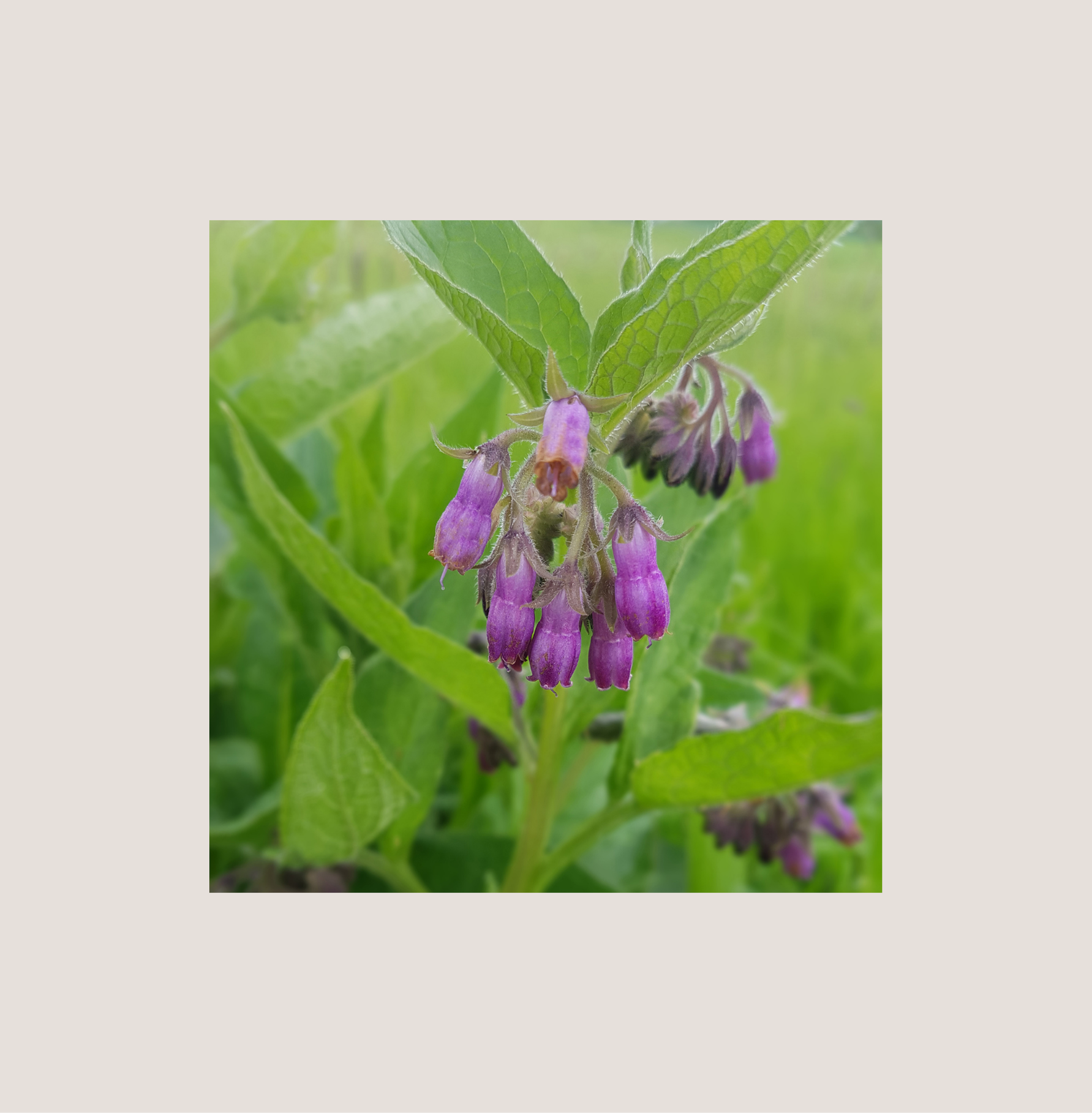 Allantoin – Regeneration aus der Tiefe