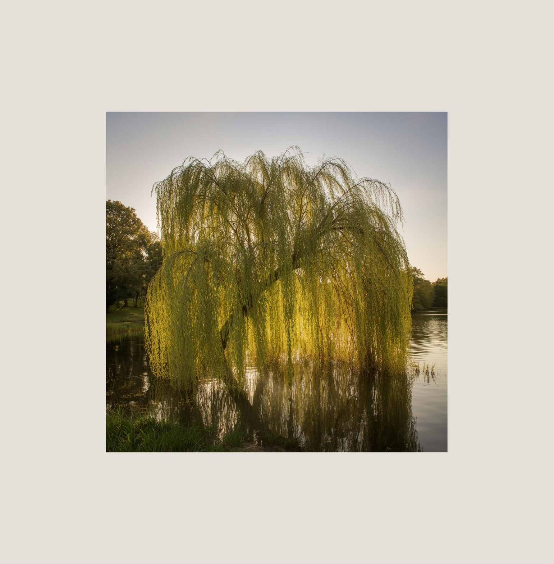 Was bewirkt Weidenrinde für die Haut?