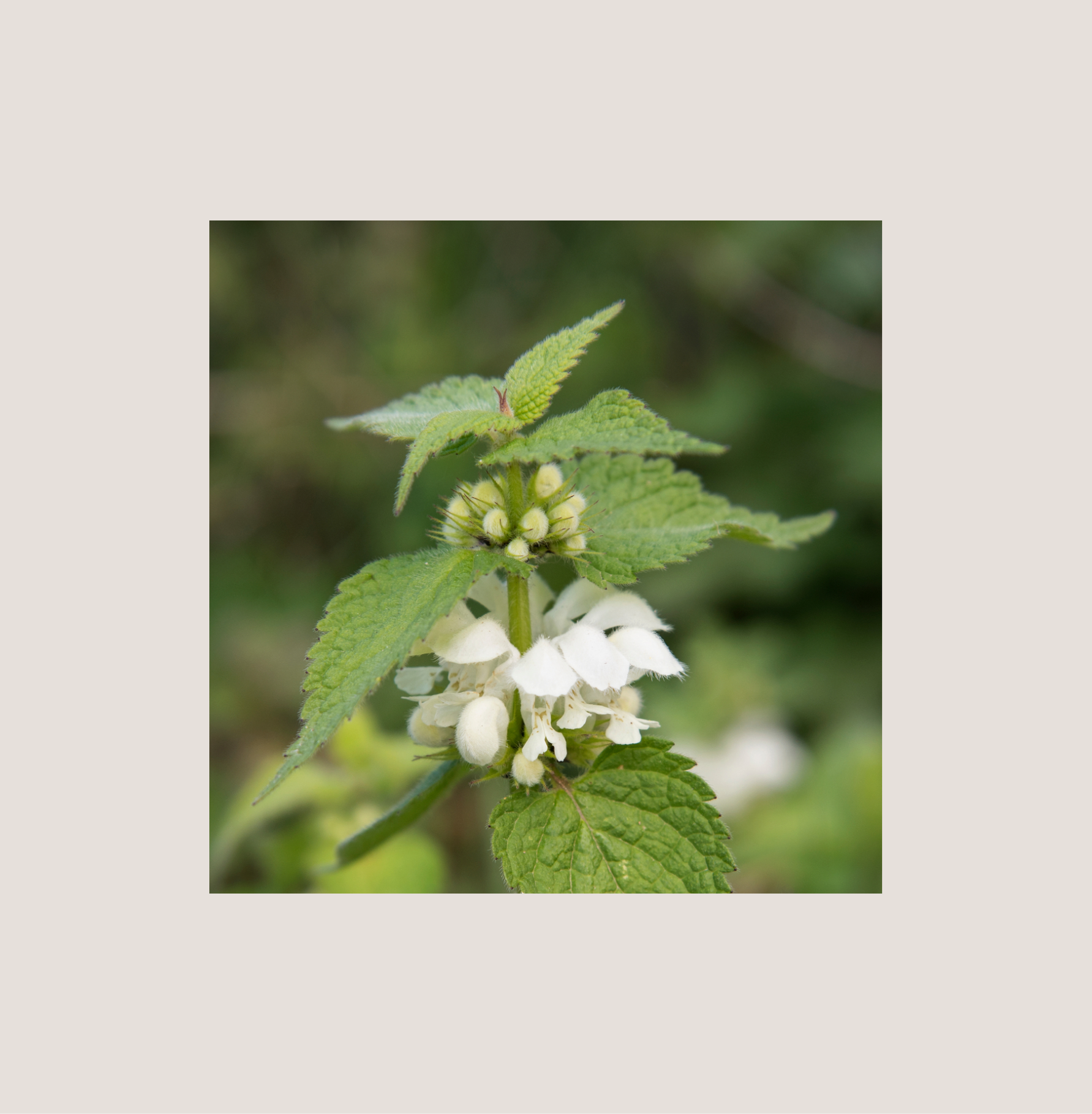 Die Weiße Taubnessel – sanfte Pflanzenkraft für empfindliche Haut
