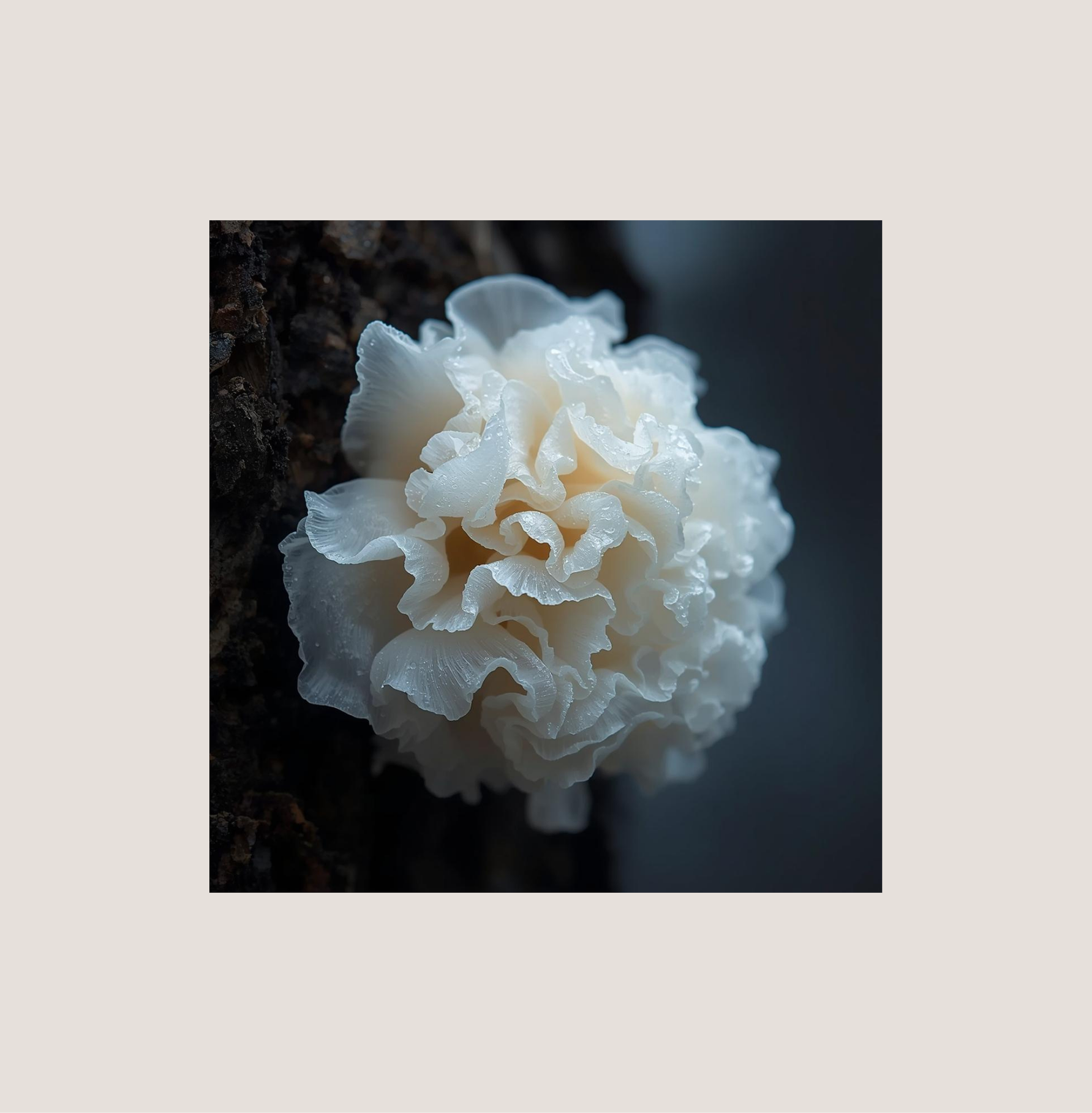 Silberohrpilz (Tremella fuciformis): Wirkung, Herkunft & Einsatz in der Hautpflege