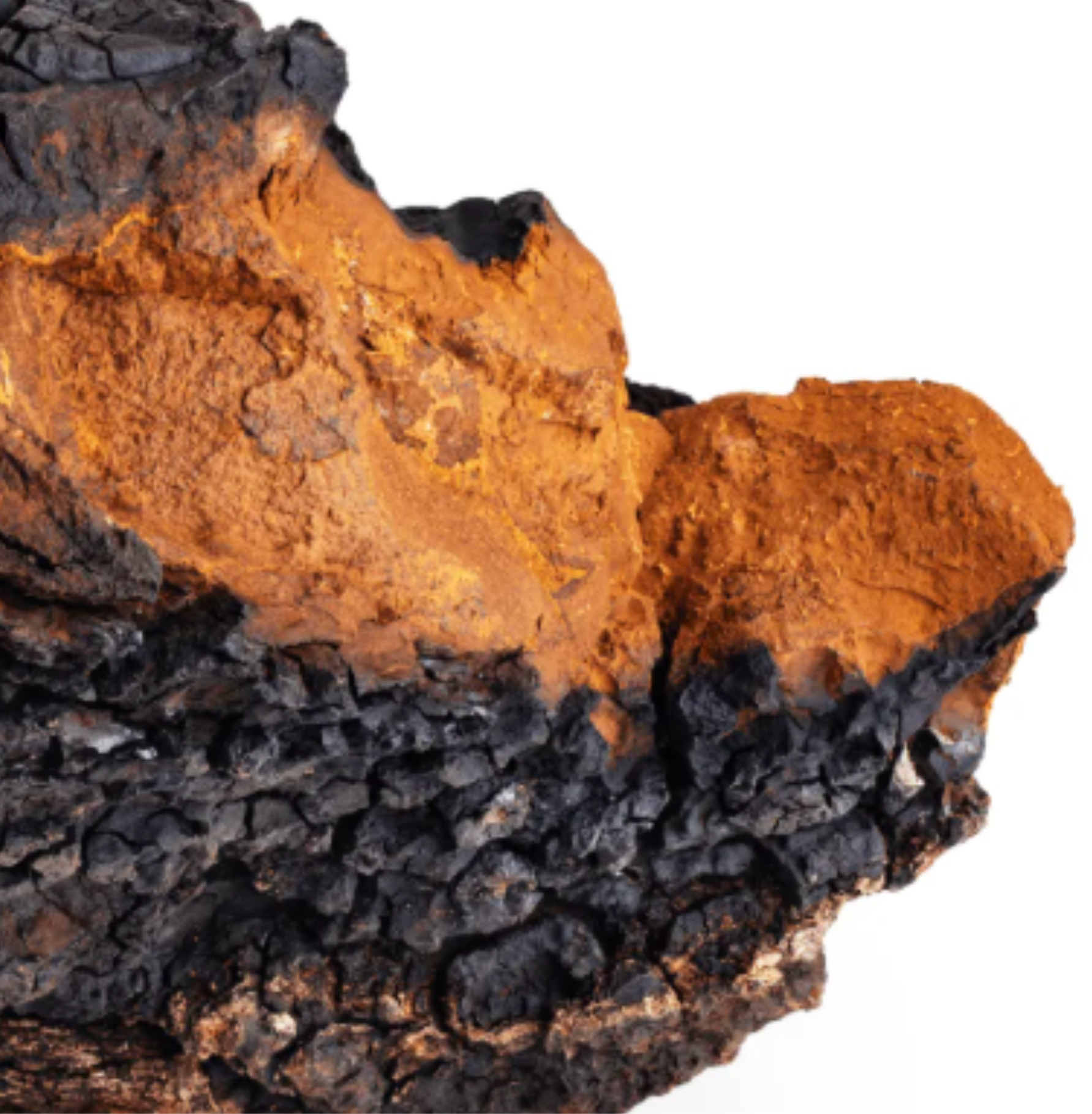 Chaga Pilz, reich an Antixidantien, ist eines der Bestandteile des Chaga-Bloom Cleansers von Skincare by Suni