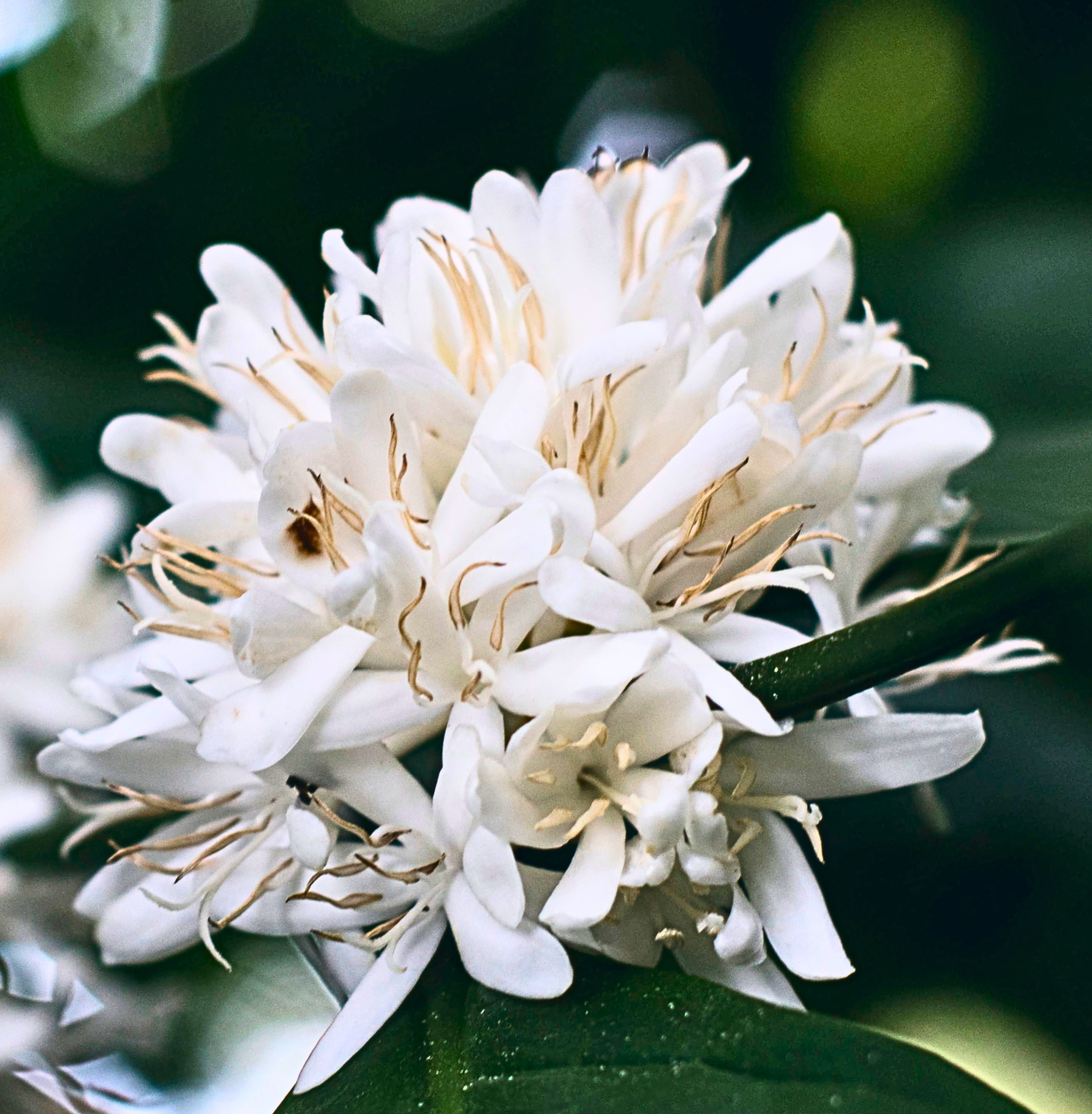 Die Kaffeblüte ist eines der massgeblichen Bestandteile des Duftprofils unseres Chaga-Bloom Cleansers und verleiht eine zarte, kristalline Note 