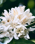 Die Kaffeblüte ist eines der massgeblichen Bestandteile des Duftprofils unseres Chaga-Bloom Cleansers und verleiht eine zarte, kristalline Note 