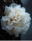 Der Silberohrpilz ist Bestandteil unseres Chaga-Bloom Cleansers